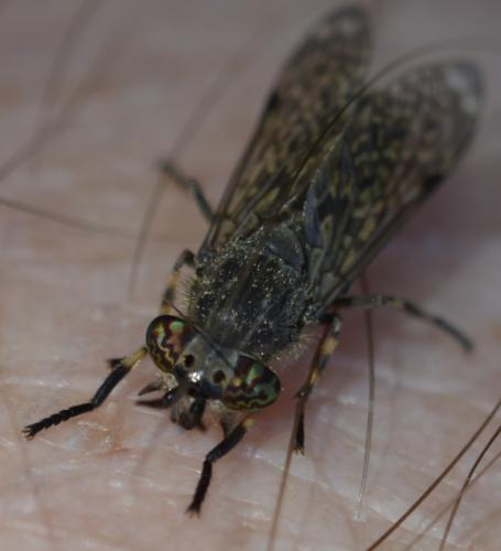 Haematopota sp.